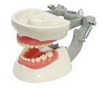 760 Pedodontic Soft Gingival Model with Removable Teeth, Six-Year Molars and Upper Bushing